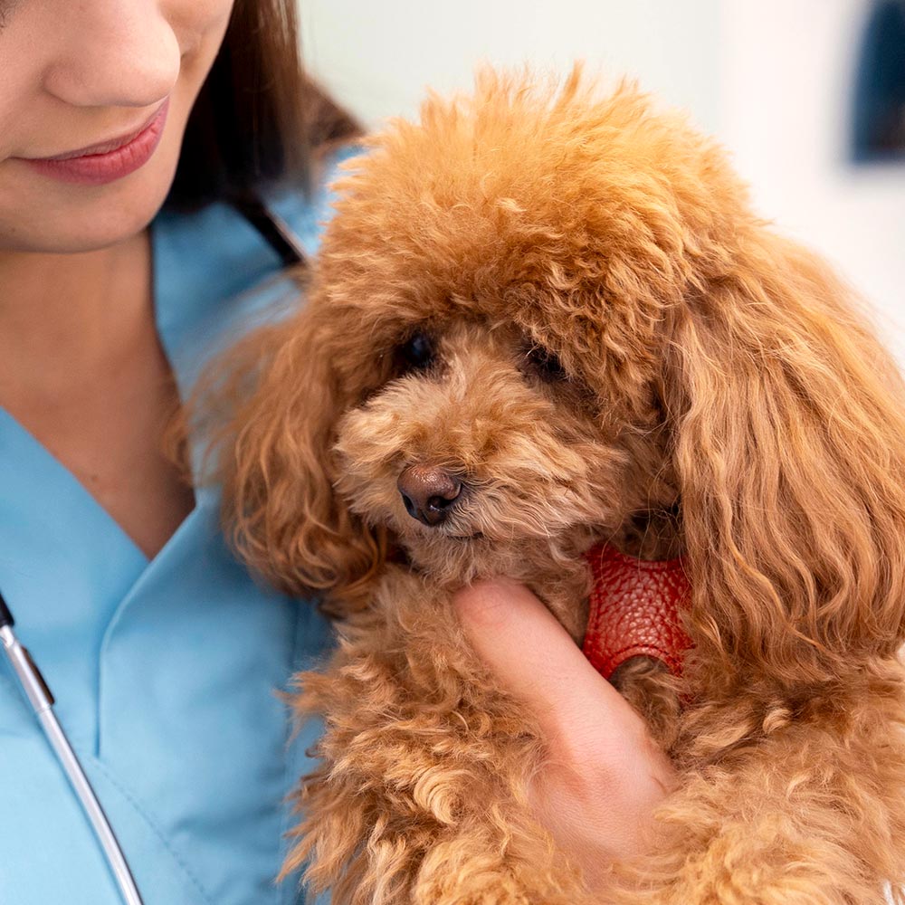 closeup-brown-poodle-dog-being-held-by-veterinary-team-member-1000px-sq-1