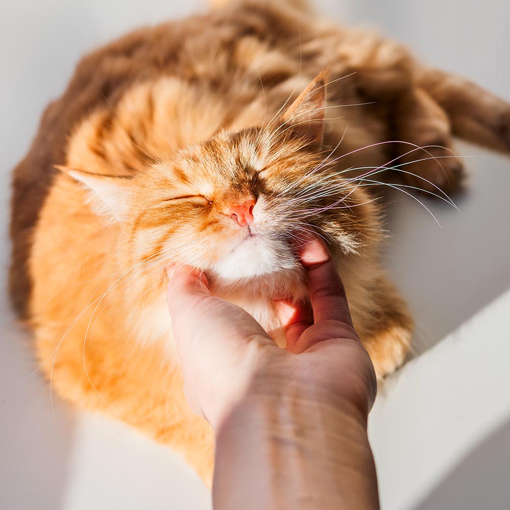 fluffy-ginger-cat-purring-with-pleasure-while-having-chin-scratched-1000px-sq-1