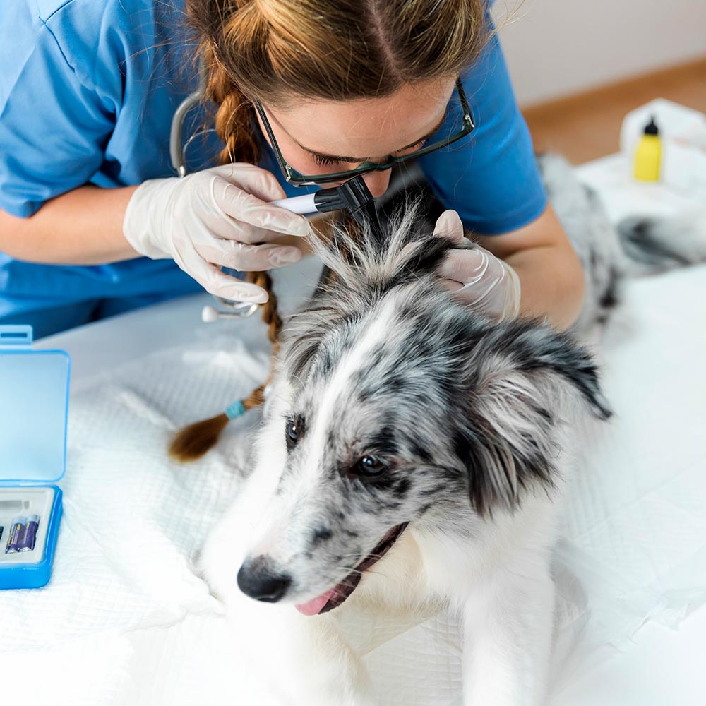 veterinarian-examining-dogs-ears-1000px-sq-1